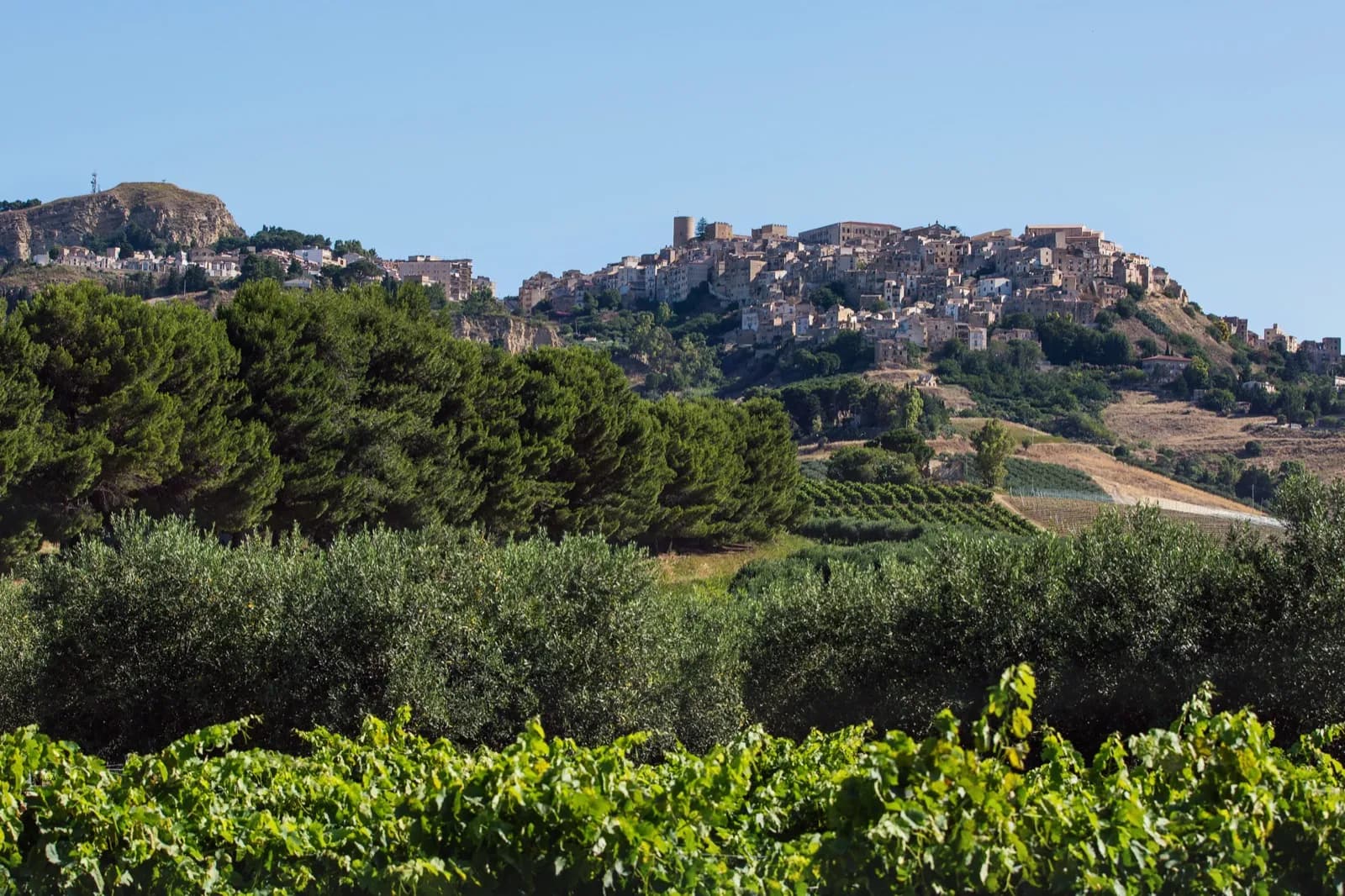 Salemi vista tra uliveti e vigneti siciliani