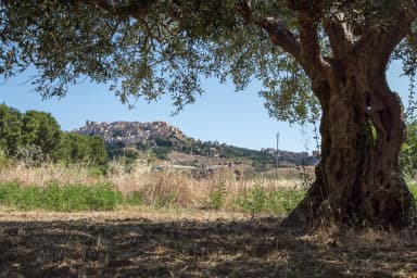 Ulivo secolare con il paese di Salemi sullo sfondo