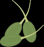 Capperi